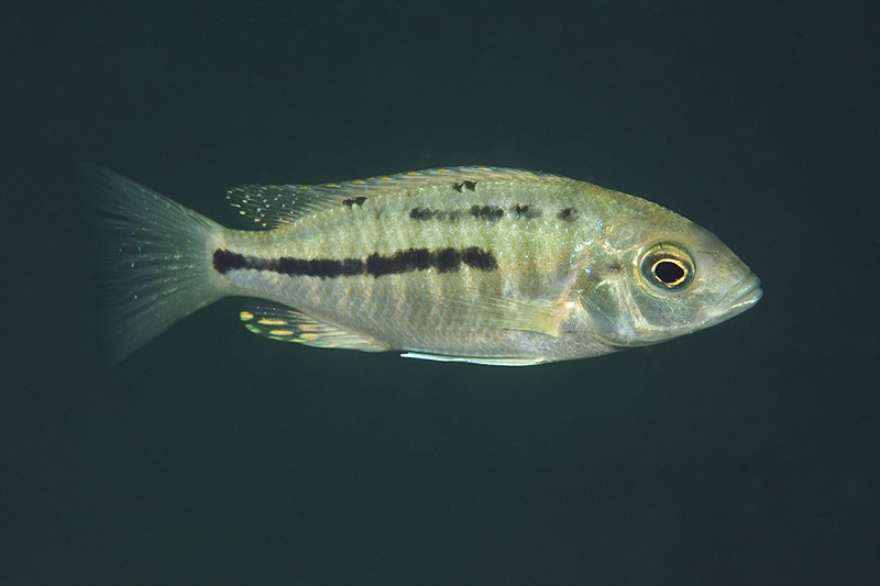 Protomelas insignis 'Otter Island'